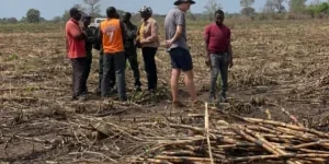 Growing Cane on a new farm- Chemba mozambique 2023
